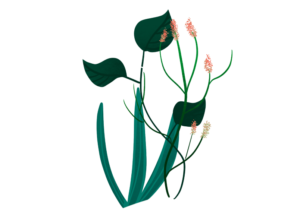 Illustration of a plant with dark green leaves and pink flowers