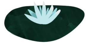 Illustration of a lilypad with a white flower